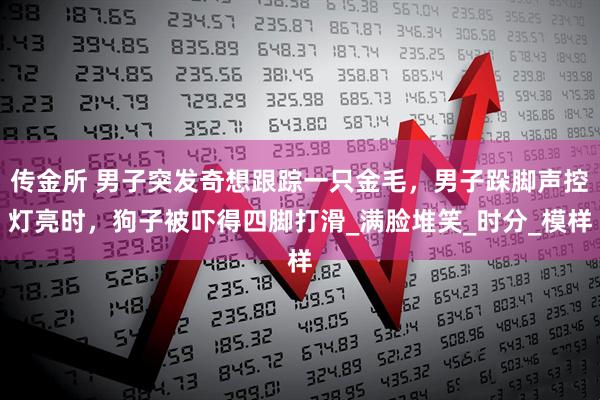 传金所 男子突发奇想跟踪一只金毛，男子跺脚声控灯亮时，狗子被吓得四脚打滑_满脸堆笑_时分_模样
